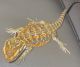 Bearded Dragon Reptiles for sale in Waterbury, CT, USA. price: NA