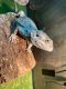 Bearded Dragon Reptiles for sale in Knox, IN 46534, USA. price: $150