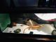 Bearded Dragon Reptiles for sale in Fort Mill, SC 29715, USA. price: $250