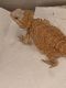 Bearded Dragon Reptiles for sale in Port St. Lucie, FL, USA. price: NA