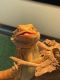 Bearded Dragon Reptiles for sale in Manor, TX, USA. price: $400