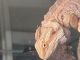Bearded Dragon Reptiles for sale in 632 NE 6th Ave, Lonsdale, MN 55046, USA. price: NA