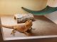 Bearded Dragon Reptiles for sale in Azle, TX 76020, USA. price: $250