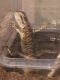 Bearded Dragon Reptiles for sale in Duluth, GA, USA. price: NA