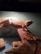 Bearded Dragon Reptiles for sale in Watertown, WI 53098, USA. price: $150