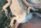 Bearded Dragon Reptiles for sale in Spring Lake, NC, USA. price: NA