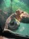 Bearded Dragon Reptiles for sale in 7373 N Wayside Dr, Houston, TX 77028, USA. price: $50