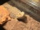 Bearded Dragon Reptiles for sale in Groveland, NY 14462, USA. price: NA