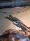 Bearded Dragon Reptiles for sale in 3822 Terrazzo Ave, Las Vegas, NV 89115, USA. price: NA
