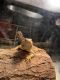 Bearded Dragon Reptiles for sale in Dundee, MI 48131, USA. price: $159