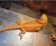 Bearded Dragon Reptiles for sale in Piedmont, SC 29673, USA. price: NA
