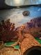 Bearded Dragon Reptiles for sale in New Orleans, LA, USA. price: $200