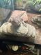 Bearded Dragon Reptiles for sale in Newport News, VA, USA. price: $400
