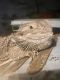 Bearded Dragon Reptiles for sale in Richford, VT 05476, USA. price: NA