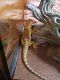 Bearded Dragon Reptiles for sale in Maryland Heights, MO, USA. price: NA