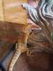 Bearded Dragon Reptiles for sale in Maryland Heights, MO, USA. price: $300
