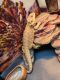 Bearded Dragon Reptiles for sale in Dry Ridge, KY, USA. price: $150