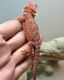 Bearded Dragon Reptiles for sale in 1301 N Rockwell St, Chicago, IL 60622, USA. price: NA