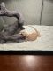 Bearded Dragon Reptiles for sale in Hagerstown, MD, USA. price: $140