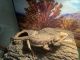 Bearded Dragon Reptiles for sale in Lehigh Acres, FL, USA. price: NA