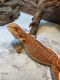 Bearded Dragon Reptiles for sale in South Amboy, NJ, USA. price: $120