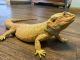 Bearded Dragon Reptiles for sale in Richmond, OH 43944, USA. price: $75