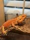 Bearded Dragon Reptiles for sale in San Diego, CA 92105, USA. price: NA