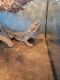 Bearded Dragon Reptiles for sale in Emporia, KS 66801, USA. price: NA