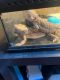 Bearded Dragon Reptiles for sale in Brooklyn Park, MD 21225, USA. price: $300