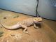 Bearded Dragon Reptiles for sale in West Palm Beach, FL, USA. price: $300