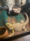 Bearded Dragon Reptiles for sale in Cape Coral, FL, USA. price: NA