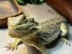 Bearded Dragon Reptiles for sale in Ashland City, TN 37015, USA. price: NA