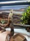 Bearded Dragon Reptiles for sale in Rocky Mount, NC, USA. price: $450