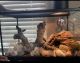 Bearded Dragon Reptiles for sale in Kennesaw, GA, USA. price: NA