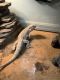 Bearded Dragon Reptiles for sale in West Palm Beach, FL, USA. price: $200