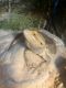 Bearded Dragon Reptiles for sale in Kissimmee, FL, USA. price: NA
