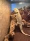 Bearded Dragon Reptiles for sale in Cleveland, TN, USA. price: $300