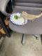 Bearded Dragon Reptiles for sale in Georgetown, TX, USA. price: $150