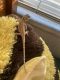 Bearded Dragon Reptiles for sale in Rock Hill, SC, USA. price: NA