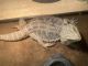 Bearded Dragon Reptiles for sale in Pittsburgh, PA, USA. price: NA
