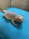 Bearded Dragon Reptiles for sale in Lake Park, NC 28079, USA. price: $450