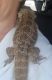 Bearded Dragon Reptiles for sale in Kelseyville, CA 95451, USA. price: NA