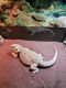Bearded Dragon Reptiles for sale in Raleigh, NC 27617, USA. price: NA