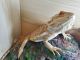 Bearded Dragon Reptiles for sale in Auburn Hills, MI, USA. price: NA