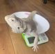 Bearded Dragon Reptiles for sale in Usal Rd, California, USA. price: NA