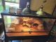 Bearded Dragon Reptiles for sale in Crescent, OK 73028, USA. price: NA