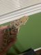 Bearded Dragon Reptiles for sale in Lovington, NM 88260, USA. price: $60