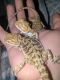 Bearded Dragon Reptiles for sale in Xenia, OH 45385, USA. price: NA