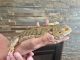 Bearded Dragon Reptiles for sale in Council Bluffs, IA, USA. price: $250