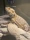 Bearded Dragon Reptiles for sale in Springfield, MO, USA. price: $250